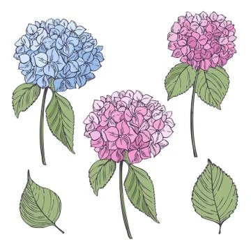 Garden flowers on white background. Hydrangea. Stock Illustration
