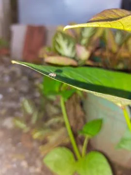 Garden fly exploring textured leaf in sunlight Stock Photos