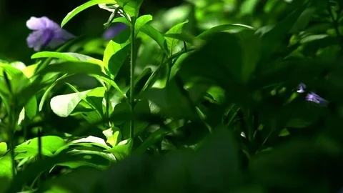 Garden Foliage Stock Footage 76873172