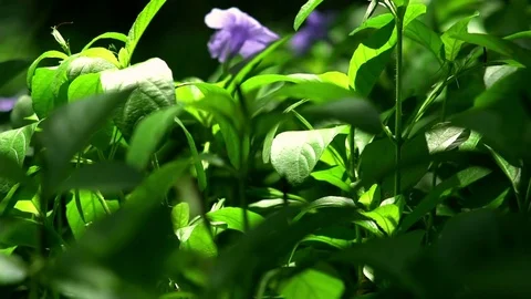Garden Foliage Stock Footage 76873353