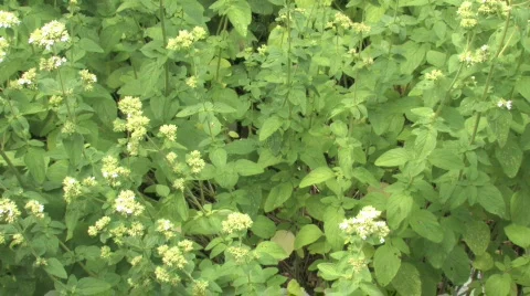 Garden Video stock 480321