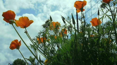 In the garden. Stock Footage 683549