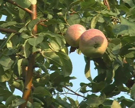 Garden 動画素材 830067