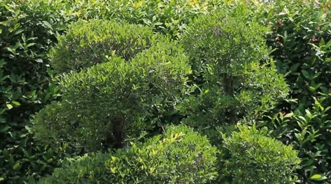 The garden. Stock Footage 11152339