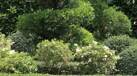 The garden. Stock Footage 11152537