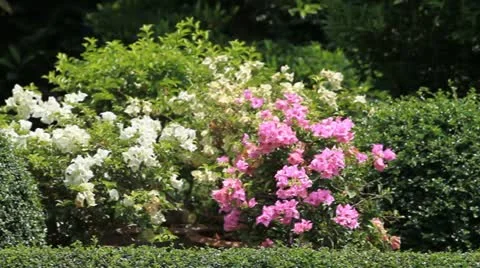 Garden Video stock 11152706