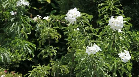 Garden Stock Footage 11152924