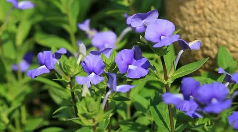 Garden Stock Footage 11278978