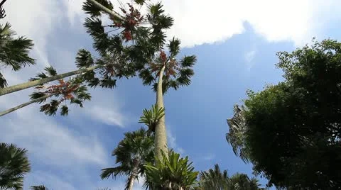 Garden Stock Footage 11279206