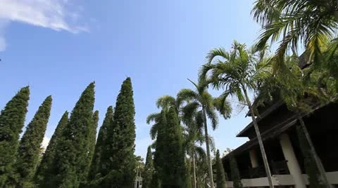 Garden Vidéo 11284999
