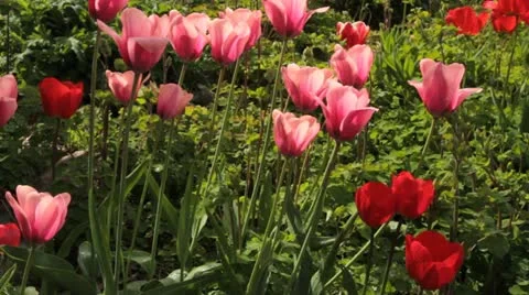Garden Stock Footage 12725088