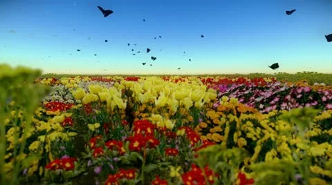 Garden Stock Footage 19397792