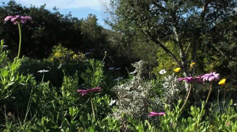 Garden Stock Footage 22676853