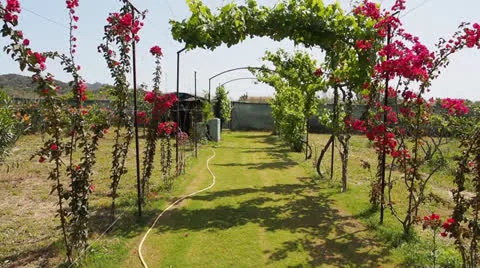 Garden Video stock 24675899