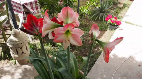 Garden Stock Footage 24684327