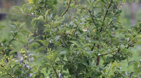 Garden Stock Footage 26524981