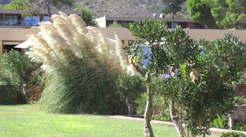 Garden Stock Footage 34360996