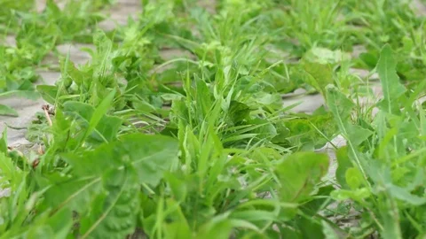 Garden Stock Footage 77910032