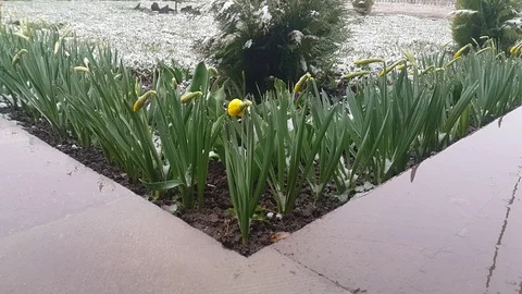 Garden Stock Footage 106701523