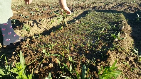 Garden Stock Footage 108796156