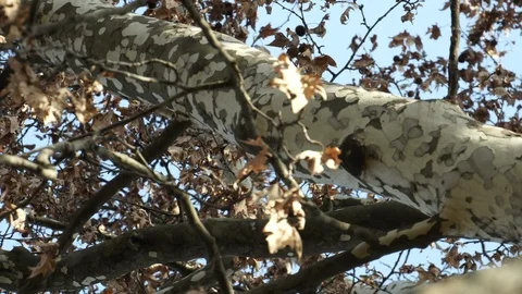 The Garden Stock Footage 127444650