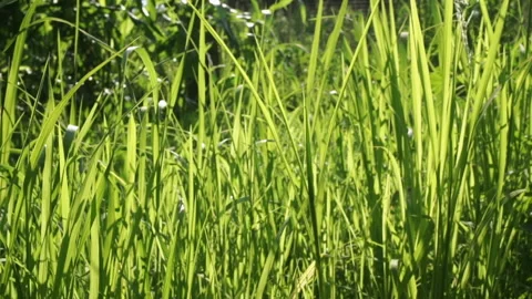 Garden Stock Footage 135666517