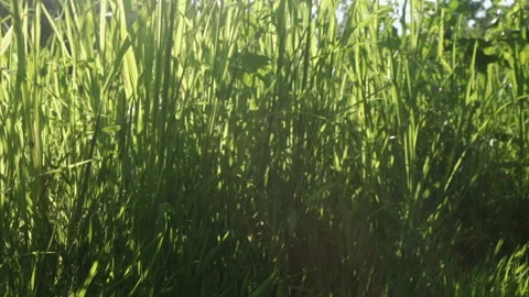 Garden Stock Footage 135666682