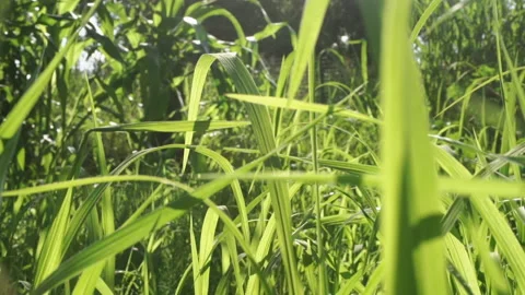 Garden Stock Footage 135667014