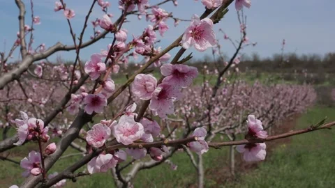 Garden Stock Footage 153238629