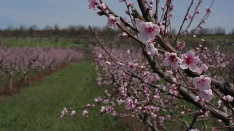 Garden Stock Footage 153238664