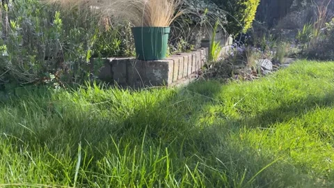 Garden Stock Footage 177880298