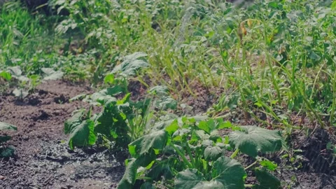 Garden Stock Footage 197485326