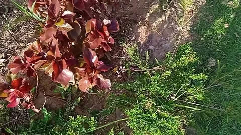 Garden Видео 219020269