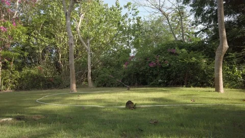 Garden Stock-Footage 221464893