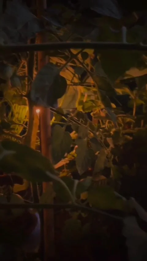 Garden Stock Footage 241800609