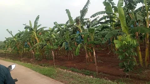 Garden Stock Footage 242014170