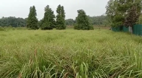 Garden Stock Footage 242383795