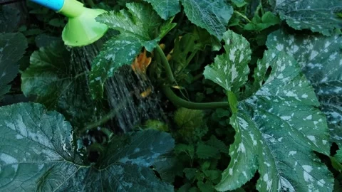 Garden Stock Footage 246688617