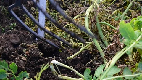 Garden Fork Digging potates Stock Footage 171191091
