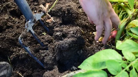 Garden forking up potatoes Stock Footage 171191094