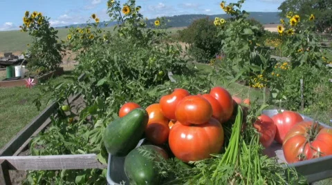 Garden Fresh Vegetables Stock-Footage 364823