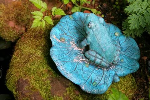 Garden frog Stock Photos