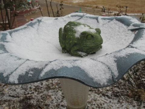 Garden Frog 库存照片