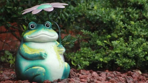Garden Frog In the Rain Stock Footage 115532082