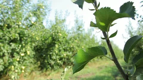 Garden of fruit trees Stock-Footage 11018622