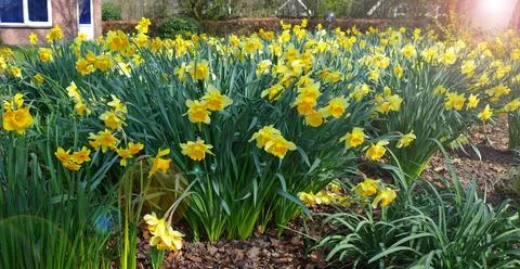 A garden full with daffodils Stock Photos