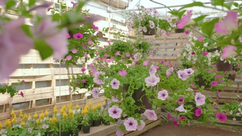 A garden full of hanging plants. Stock Footage 155471333