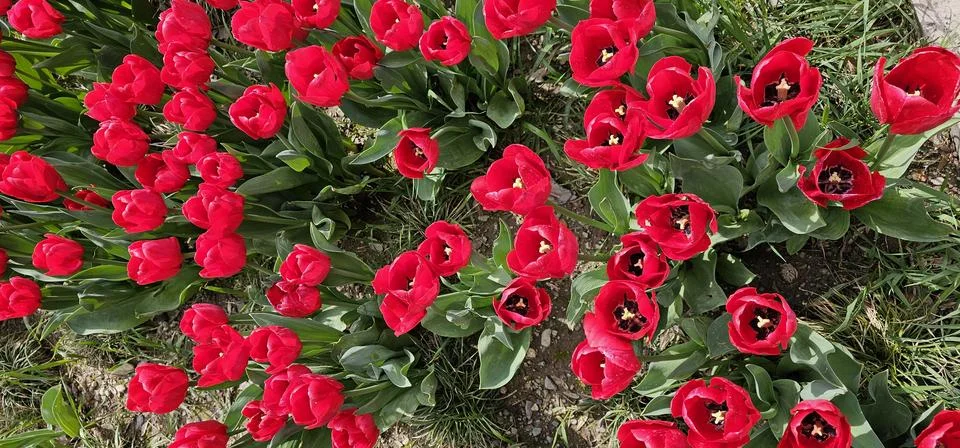 A garden full of red tulips, captured from above pointing down at them Foto stock