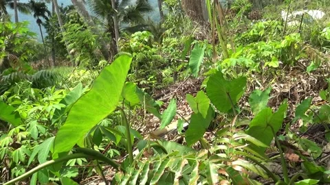 A garden full of weeds Video stock 199029501