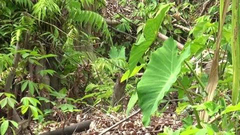 A garden full of weeds Stock Footage 199029815